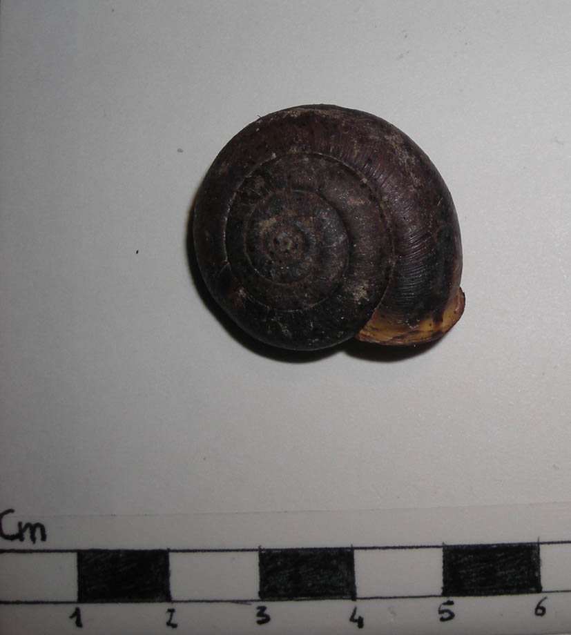Conchiglia gasteropode da identificare